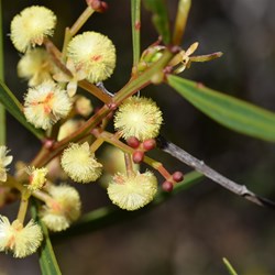 Acacia myrtifolia 