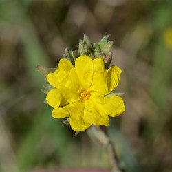 Hibbertia crinita 
