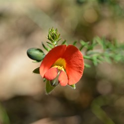 Gompholobium ecostatum 