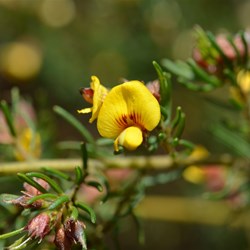 Pultenaea teretifolia var brachyphylla 