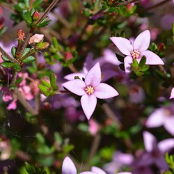 Boronia edwardsii 