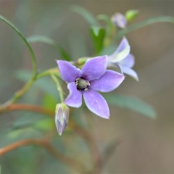 Billardiera versicolor 