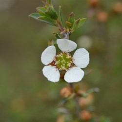 Leptospermum myrsinoides 