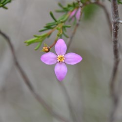 Boronia fillifolia 