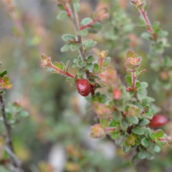 Micrantheum demissum 