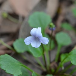 Viola sieberiana 