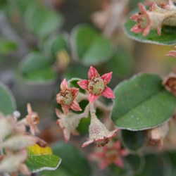 Pomaderris paniculosa 