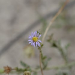 Olearia ciliata  