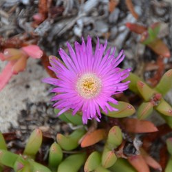 Carpobrotus rossii 