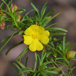 Hibbertia fasciculata 