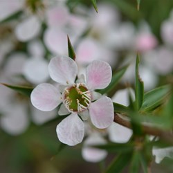 Lepidospermum continentale 