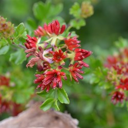 Dodonaea humilis  
