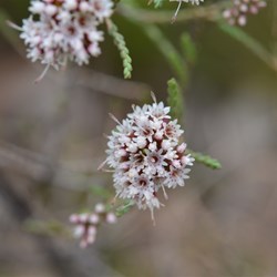 Darwinia micropetala 