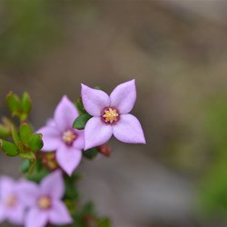 Boronia edwardsii 