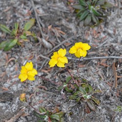 Goodenia geniculata 