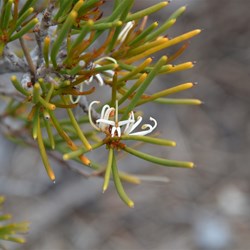 Hakea muelleriana 