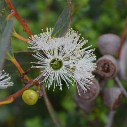 Eucalyptus diversifolia 