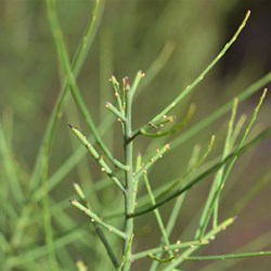 Leptomeria aphyalla 