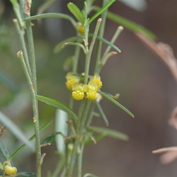 Beyeria lechenaultii 