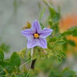Solanum linnaeanum 