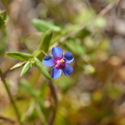 Anagallis arvensis 