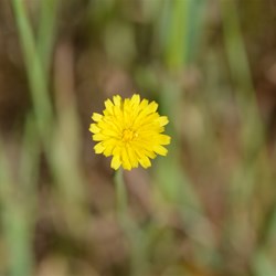 Hypochaeris radicata 