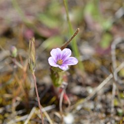 Erodium cicutarium 