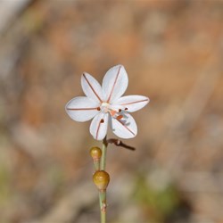 Asphodelus fistulosus 