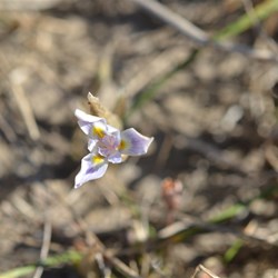 Moraea setifolia 