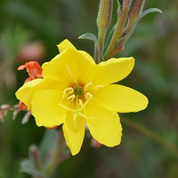 Oenothera stricta 