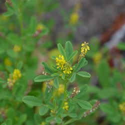 Melilotus indica 