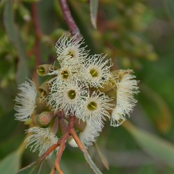 Eucalyptus cladocalyx 