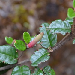 Correa decumbens 