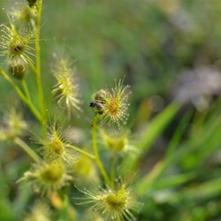 Drosera auriculata 