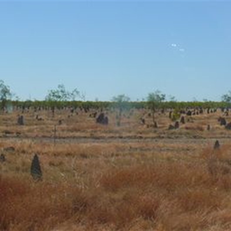 Termite mounds