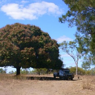 The mighty mango tree.
