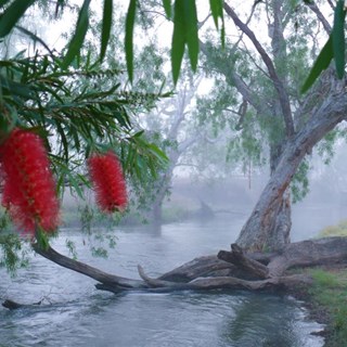 A red bottlebrush makes a splash of colour on a foggy morning