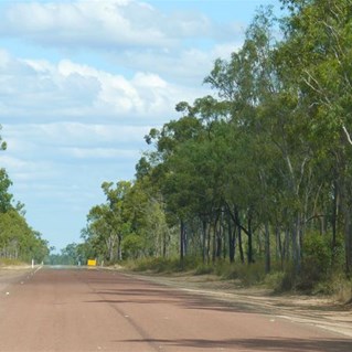 Trees and more trees lined the road