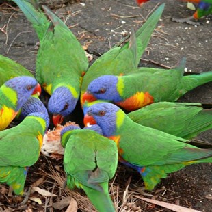 Friendly lorikeets
