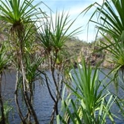 Plunge pool at Leliyn