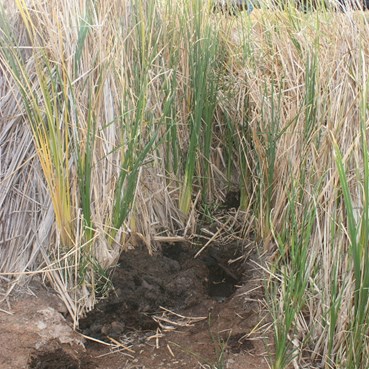 Joanna Spring - Great Sandy desert