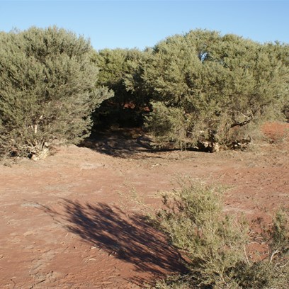 Midway Well, Great Sandy Desert (Talawana Track) 9/7/2009