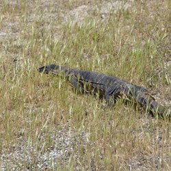 Heath Goanna at Flour Cask Bay 
