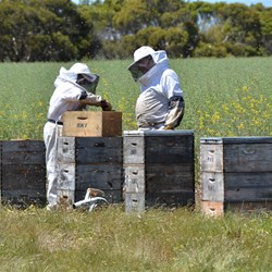 Our biggest mistake was to try and get photos of the bee keepers in action 