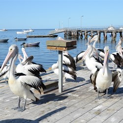 The locals gather for a free feed at Kingscote 
