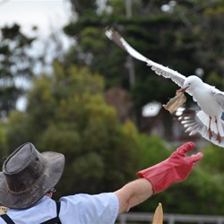 Feeding time at the Daily Pelican Feeding, Kingscote Wharf 
