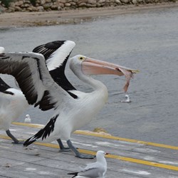 Feeding time at the Daily Pelican Feeding, Kingscote Wharf 