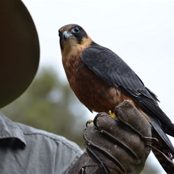 Birds of Prey show was great 