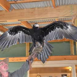 The star of the show was the 20 year old Wedge Tail Eagle 