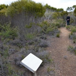 Beyeria Conservation Park Walk 